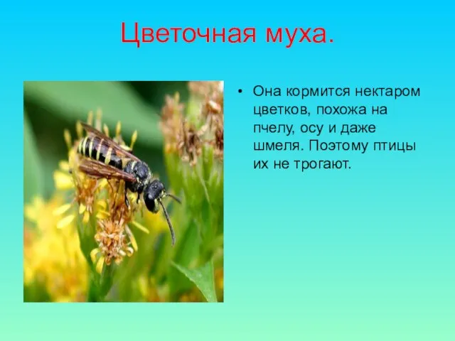 Цветочная муха. Она кормится нектаром цветков, похожа на пчелу, осу и даже
