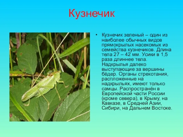 Кузнечик Кузнечик зеленый – один из наиболее обычных видов прямокрылых насекомых из
