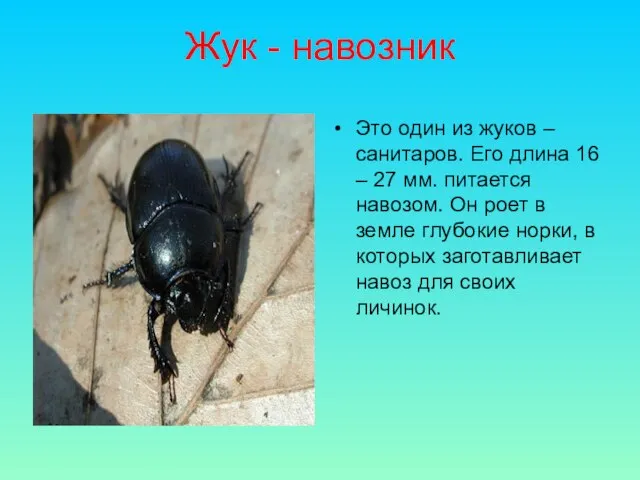 Жук - навозник Это один из жуков – санитаров. Его длина 16