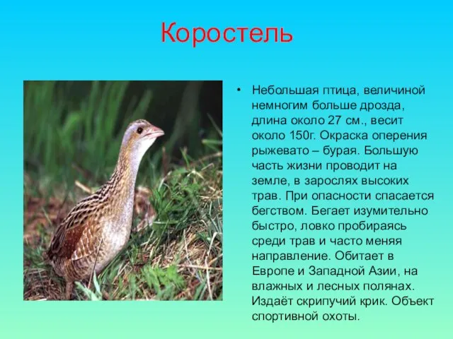 Коростель Небольшая птица, величиной немногим больше дрозда, длина около 27 см., весит