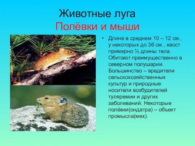Животные луга Полёвки и мыши Длина в среднем 10 – 12 см.,