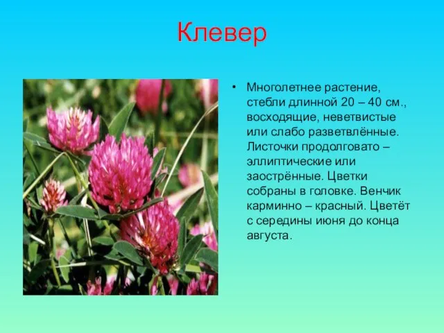 Клевер Многолетнее растение, стебли длинной 20 – 40 см., восходящие, неветвистые или