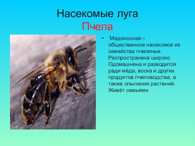Насекомые луга Пчела Медоносная – общественное насекомое из семейства пчелиных. Распространена широко.