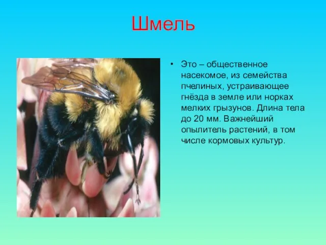 Шмель Это – общественное насекомое, из семейства пчелиных, устраивающее гнёзда в земле