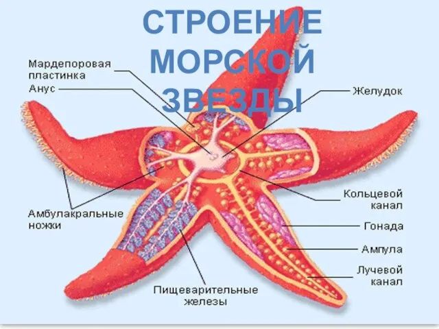 Строение морской звезды