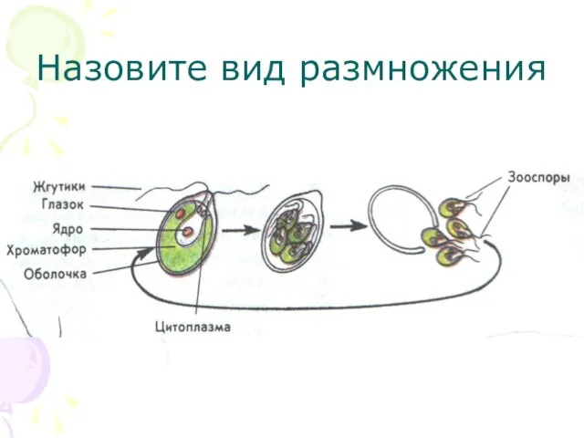 Назовите вид размножения