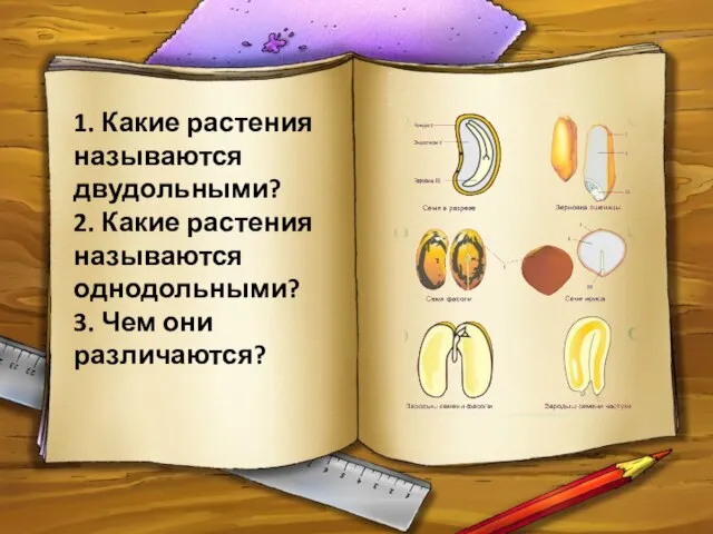 1. Какие растения называются двудольными? 2. Какие растения называются однодольными? 3. Чем они различаются?