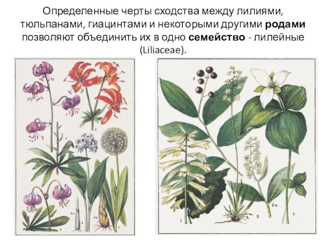 Определенные черты сходства между лилиями, тюльпанами, гиацинтами и некоторыми другими родами позволяют