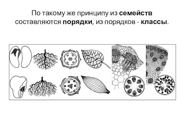 По такому же принципу из семейств составляются порядки, из порядков - классы.