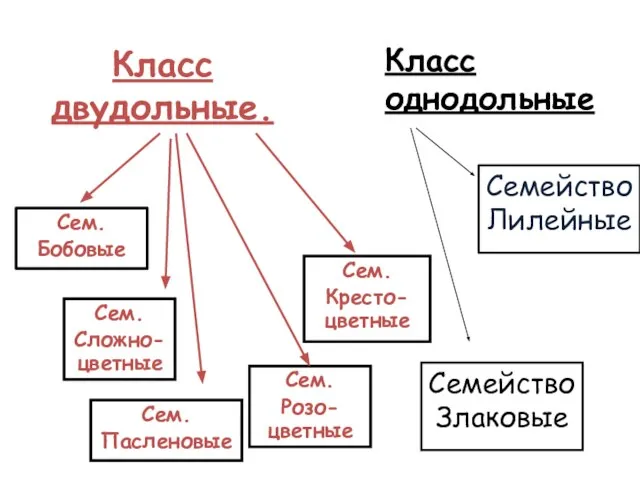 Класс двудольные. Сем. Бобовые Сем. Сложно-цветные Сем. Розо-цветные Сем. Кресто-цветные Сем. Пасленовые