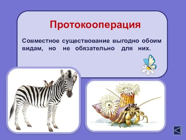 Совместное существование выгодно обоим видам, но не обязательно для них. Протокооперация