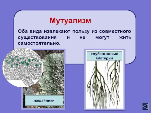 Оба вида извлекают пользу из совместного существования и не могут жить самостоятельно. Мутуализм лишайники клубеньковые бактерии