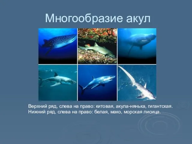 Многообразие акул Верхний ряд, слева на право: китовая, акула-нянька, гигантская. Нижний ряд,