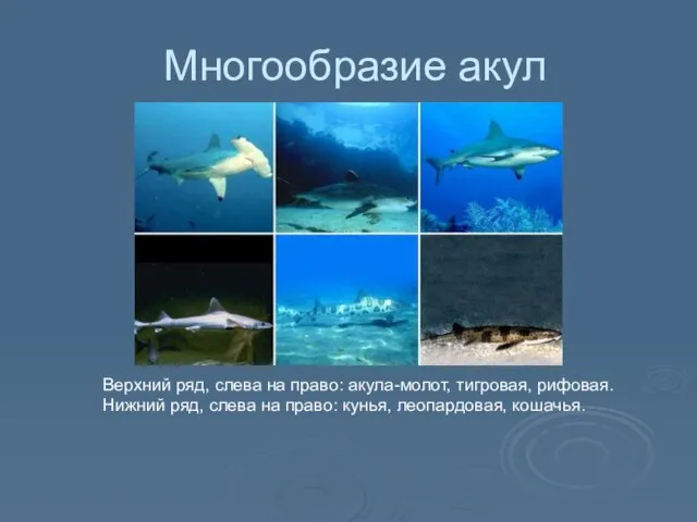 Многообразие акул Верхний ряд, слева на право: акула-молот, тигровая, рифовая. Нижний ряд,