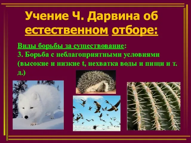 Учение Ч. Дарвина об естественном отборе: Виды борьбы за существование: 3. Борьба