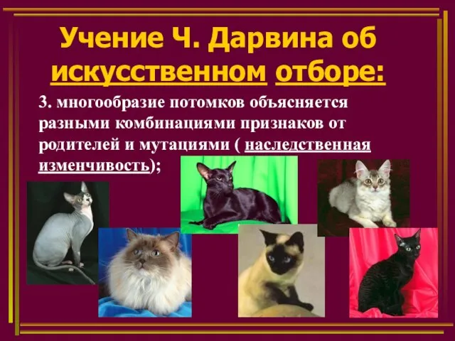 Учение Ч. Дарвина об искусственном отборе: 3. многообразие потомков объясняется разными комбинациями