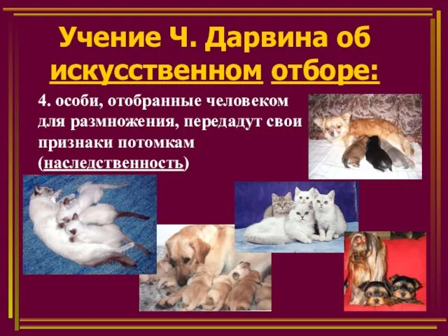 Учение Ч. Дарвина об искусственном отборе: 4. особи, отобранные человеком для размножения,