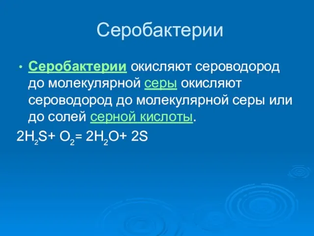 Серобактерии Серобактерии окисляют сероводород до молекулярной серы окисляют сероводород до молекулярной серы