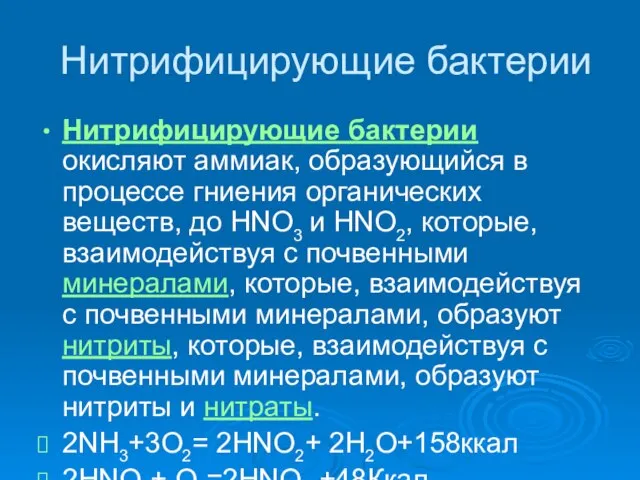 Нитрифицирующие бактерии Нитрифицирующие бактерии окисляют аммиак, образующийся в процессе гниения органических веществ,