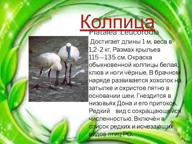 Platalea Leucorodia Достигает длины 1 м, веса в 1,2-2 кг. Размах крыльев