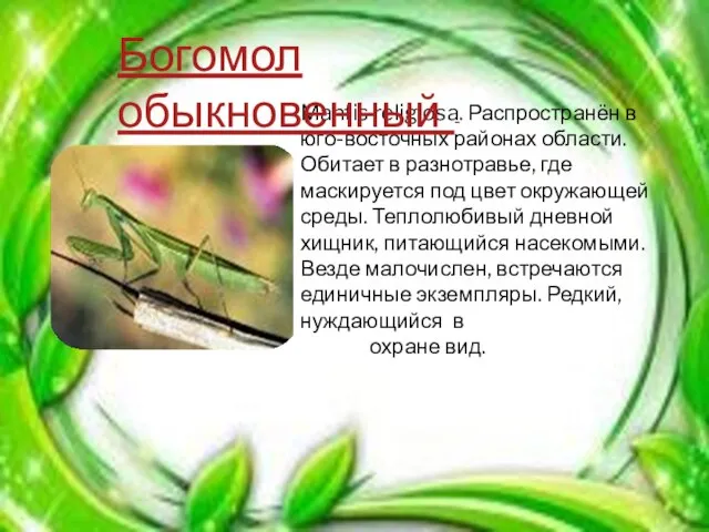 Mantis religiosa. Распространён в юго-восточных районах области. Обитает в разнотравье, где маскируется