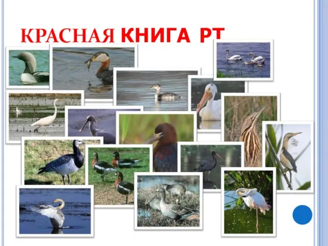 КРАСНАЯ КНИГА РТ