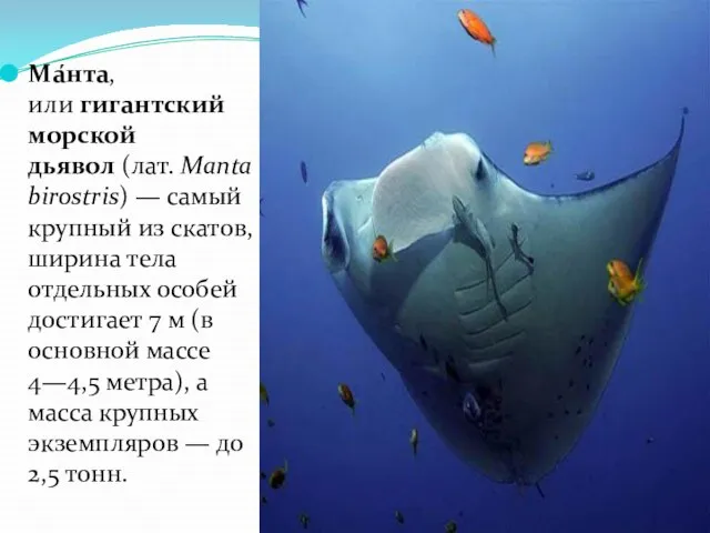 Ма́нта, или гигантский морской дьявол (лат. Manta birostris) — самый крупный из