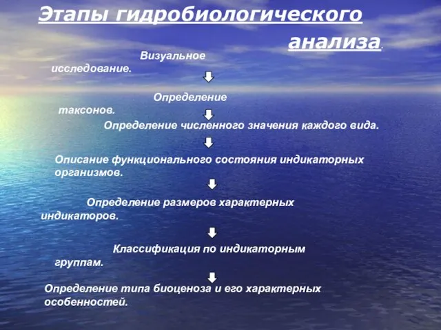 Этапы гидробиологического анализа. Визуальное исследование. Определение таксонов. Определение численного значения каждого вида.