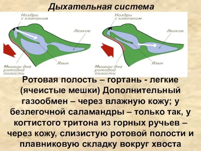 Дыхательная система Ротовая полость – гортань - легкие (ячеистые мешки) Дополнительный газообмен