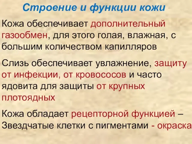 Строение и функции кожи Кожа обеспечивает дополнительный газообмен, для этого голая, влажная,