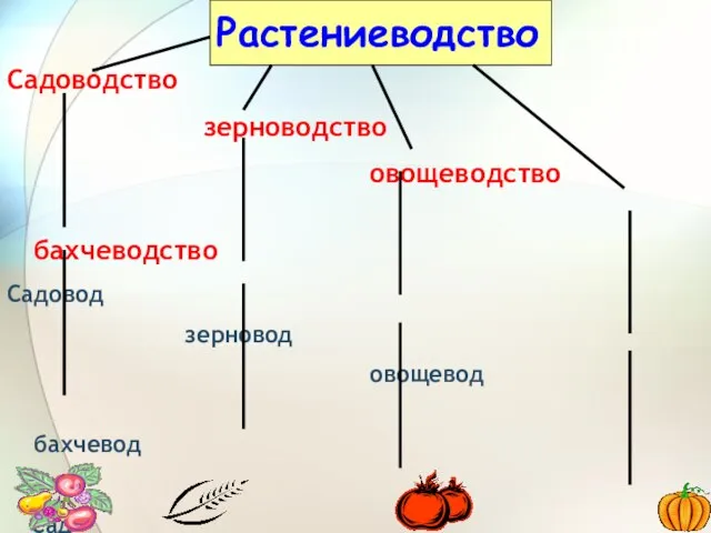 Растениеводство Садоводство зерноводство овощеводство бахчеводство Садовод зерновод овощевод бахчевод Сад зерно овощ бахча