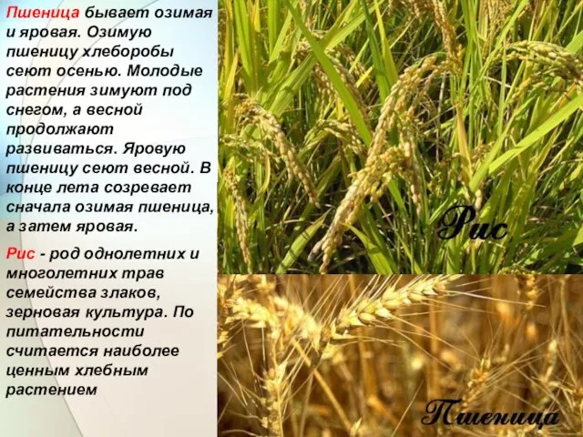 Пшеница бывает озимая и яровая. Озимую пшеницу хлеборобы сеют осенью. Молодые растения