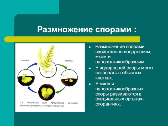 Размножение спорами : Размножение спорами свойственно водорослям, мхам и папоротникообразным. У водорослей