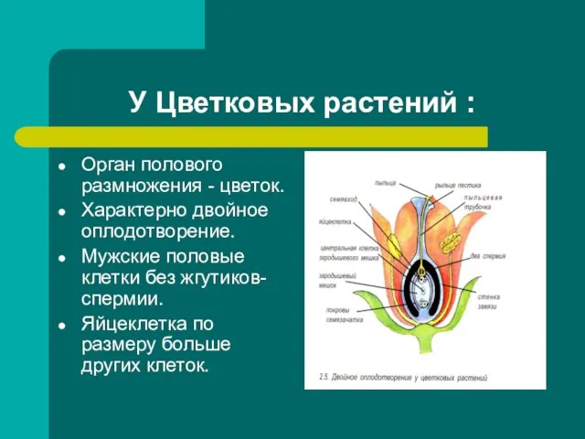 У Цветковых растений : Орган полового размножения - цветок. Характерно двойное оплодотворение.