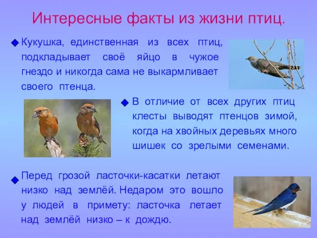 Интересные факты из жизни птиц. Кукушка, единственная из всех птиц, подкладывает своё
