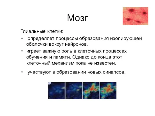 Мозг Глиальные клетки: определяет процессы образования изолирующей оболочки вокруг нейронов. играет важную