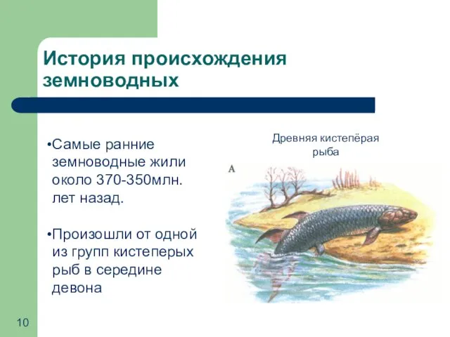 История происхождения земноводных Самые ранние земноводные жили около 370-350млн.лет назад. Произошли от