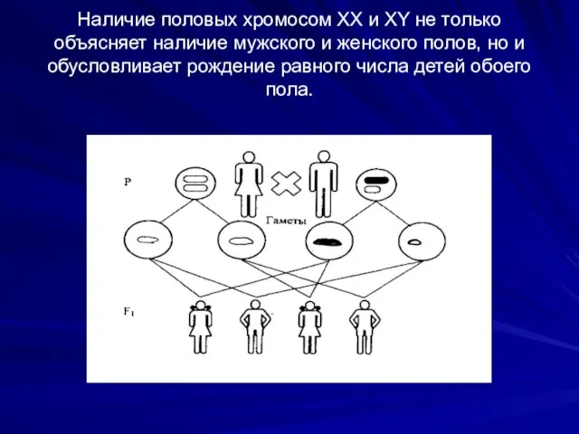 Наличие половых хромосом XX и XY не только объясняет наличие мужского и