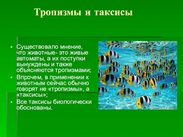 Тропизмы и таксисы Существовало мнение, что животные- это живые автоматы, а их