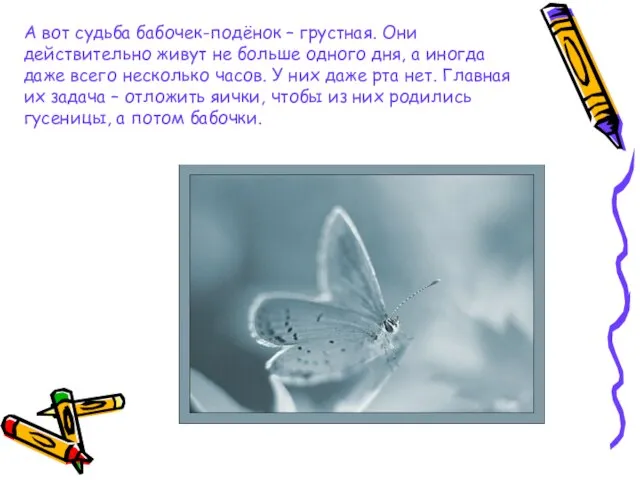 А вот судьба бабочек-подёнок – грустная. Они действительно живут не больше одного