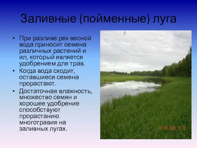 Заливные (пойменные) луга При разливе рек весной вода приносит семена различных растений