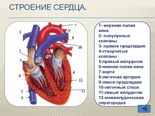 Строение сердца. 1- верхняя полая вена 2- полулунные клапаны 3- правое предсердие