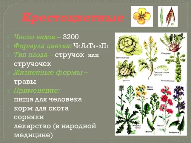 Крестоцветные Число видов – 3200 Формула цветка: Ч4Л4Т4+2П1 Тип плода – стручок