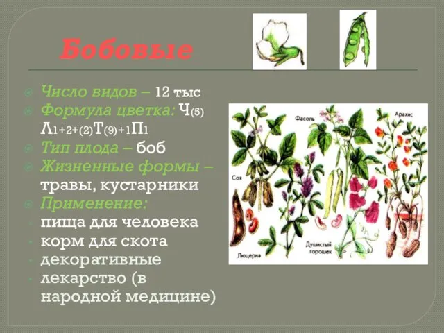 Бобовые Число видов – 12 тыс Формула цветка: Ч(5)Л1+2+(2)Т(9)+1П1 Тип плода –