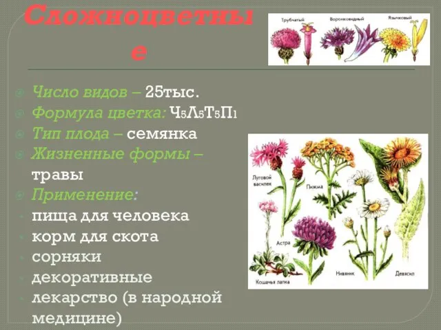 Сложноцветные Число видов – 25тыс. Формула цветка: Ч5Л5Т5П1 Тип плода – семянка