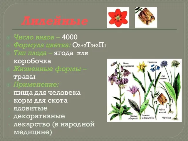 Лилейные Число видов – 4000 Формула цветка: О3+3Т3+3П1 Тип плода – ягода