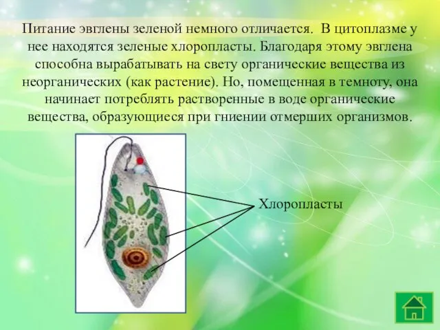 Питание эвглены зеленой немного отличается. В цитоплазме у нее находятся зеленые хлоропласты.