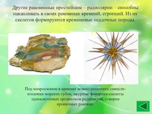 Другие раковинные простейшие – радиолярии – способны накапливать в своих раковинах кремний,