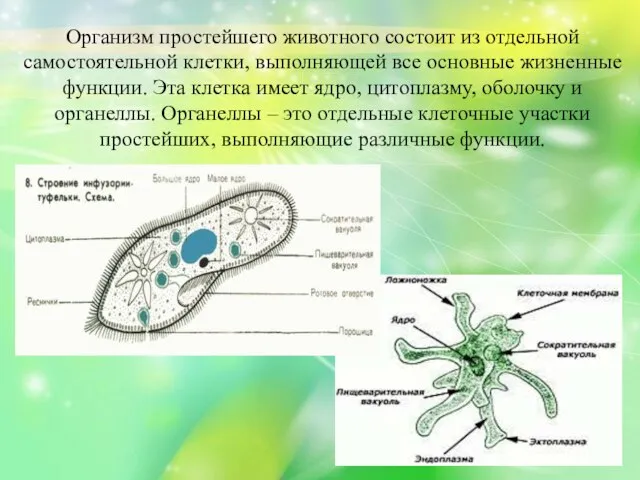 Организм простейшего животного состоит из отдельной самостоятельной клетки, выполняющей все основные жизненные