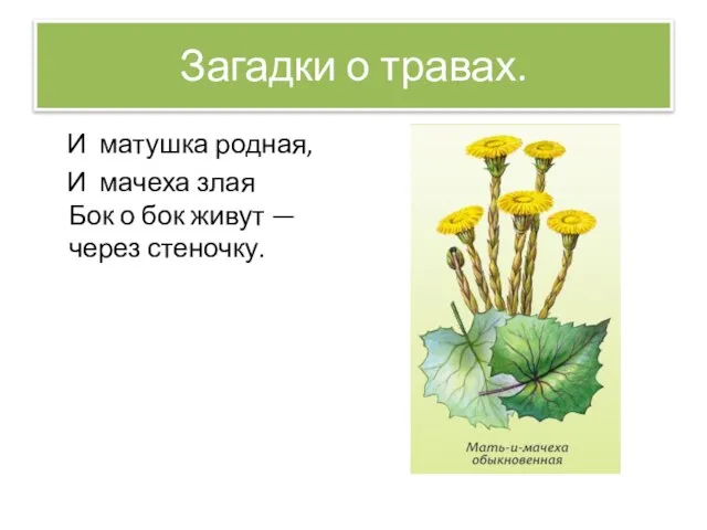 Загадки о травах. И матушка родная, И мачеха злая Бок о бок живут — через стеночку.